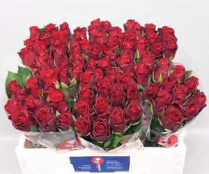 ROSE RED RIBBON rouge Kenya 40